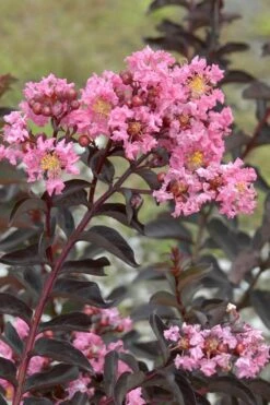Delta Jazz Crape Myrtle - 3 Gallon Pot 13 Delta Jazz Crape Myrtle - 3 Gallon Pot -Plant Serie Store Crape Myrtle Delta Jazz Rev 500x750 1