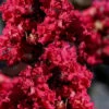 Double Feature Red Crape Myrtle - 3 Gallon Pot -Plant Serie Store Crape Myrtle Double Feature 20