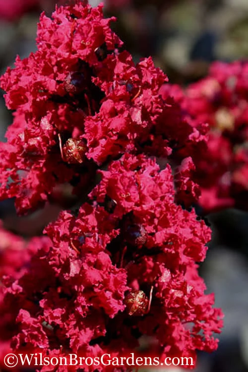 Double Feature Red Crape Myrtle - 3 Gallon Pot 3 Double Feature Red Crape Myrtle - 3 Gallon Pot