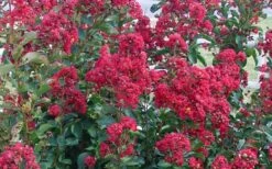 Double Feature Red Crape Myrtle - 3 Gallon Pot 13 Double Feature Red Crape Myrtle - 3 Gallon Pot -Plant Serie Store Crape Myrtle Double Feature 50