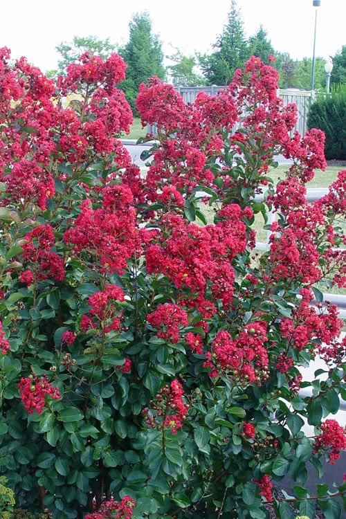 Double Feature Red Crape Myrtle - 3 Gallon Pot 6 Double Feature Red Crape Myrtle - 3 Gallon Pot - Image 4
