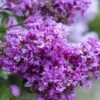 Early Bird Purple Crape Myrtle - 2 Gallon Pot -Plant Serie Store Crape Myrtle Early Bird BS