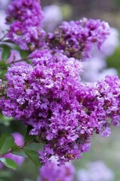 Early Bird Purple Crape Myrtle - 2 Gallon Pot