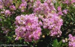 Early Bird Lavender Crape Myrtle - 3 Gallon Pot -Plant Serie Store Crape Myrtle Early Bird Lavender 6