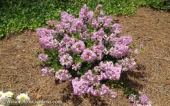 Early Bird Lavender Crape Myrtle - 3 Gallon Pot -Plant Serie Store Crape Myrtle Early Bird Lavender 7
