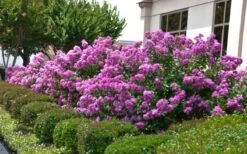 Early Bird Purple Crape Myrtle - 2 Gallon Pot -Plant Serie Store Crape Myrtle Early Bird Purple 2