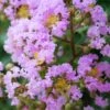 Muskogee Lavender Crape Myrtle - 1 Gallon Pot -Plant Serie Store Crape Myrtle Muskgogee BS
