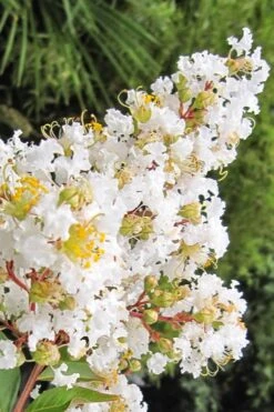 Natchez White Crape Myrtle Tree (Single Trunk) - 5 Gallon Pot -Plant Serie Store Crape Myrtle Natchez 11