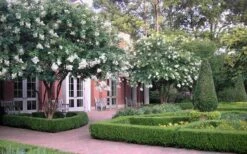 Natchez White Crape Myrtle - 1 Gallon Pot -Plant Serie Store Crape Myrtle Natchez 13