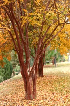 Natchez White Crape Myrtle - 1 Gallon Pot -Plant Serie Store Crape Myrtle Natchez 17 1