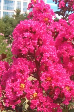Pink Velour Crape Myrtle Tree - 5 Gallon Pot -Plant Serie Store Crape Myrtle Pink Velour 12