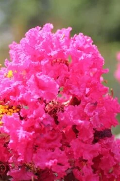 Pink Velour Crape Myrtle Tree - 5 Gallon Pot -Plant Serie Store Crape Myrtle Pink Velour 14