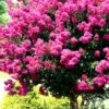 Pink Velour Crape Myrtle Tree - 5 Gallon Pot -Plant Serie Store Crape Myrtle Pink Velour 17