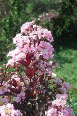 Rhapsody In Pink Crape Myrtle - 1 Gallon Pot -Plant Serie Store Crape Myrtle Rhapsody In Pink 10