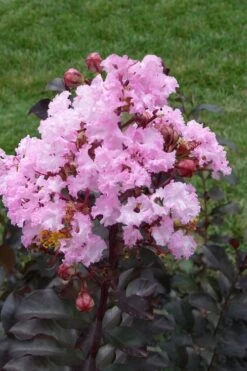 Rhapsody In Pink Crape Myrtle - 1 Gallon Pot -Plant Serie Store Crape Myrtle Rhapsody In Pink 11
