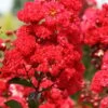 Ruffled Red Magic Crape Myrtle (Multi Trunk) - 7 Gallon Pot -Plant Serie Store Crape Myrtle Ruffled Red Magic 500x750 1
