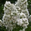 Sarah's Favorite Crape Myrtle - 5 Gallon Pot -Plant Serie Store Crape Myrtle Sarahs Favorite 7