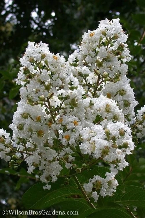 Sarah's Favorite Crape Myrtle - 5 Gallon Pot 3 Sarah's Favorite Crape Myrtle - 5 Gallon Pot