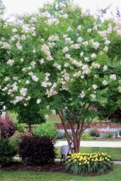 Sarah's Favorite Crape Myrtle - 5 Gallon Pot 9 Sarah's Favorite Crape Myrtle - 5 Gallon Pot -Plant Serie Store Crape Myrtle Sarahs Favorite 8