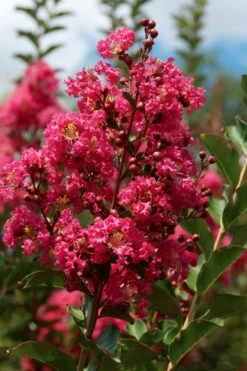 Tonto Red Crape Myrtle - 7 Gallon Pot (4-5') -Plant Serie Store Crape Myrtle Tonto 10 1