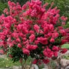 Tonto Red Crape Myrtle - 7 Gallon Pot (4-5') -Plant Serie Store Crape Myrtle Tonto 14 1