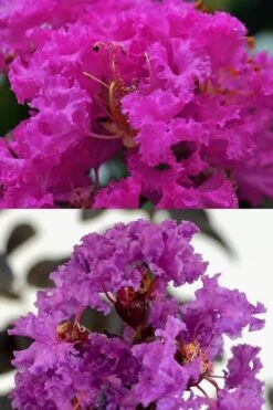 Twilight Purple Crape Myrtle (Single Trunk Tree) - 3 Gallon Pot -Plant Serie Store Crape Myrtle Twilight Purple 22
