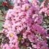 Rhapsody In Pink Crape Myrtle - 1 Gallon Pot -Plant Serie Store Crape Rhapsody In Pink Crape Myrtle 3