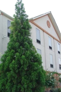 Radicans Cryptomeria (Japanese Cedar) - 7 Gallon Pot (3-4') -Plant Serie Store Cryptomeria Radicans 1 500x750 1