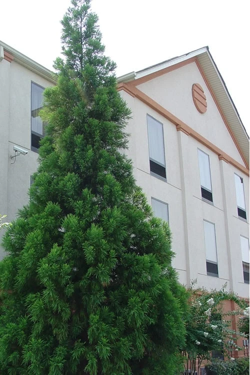 Radicans Cryptomeria (Japanese Cedar) - 3 Gallon Pot 8 Radicans Cryptomeria (Japanese Cedar) - 3 Gallon Pot - Image 6