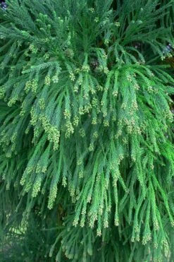 Radicans Cryptomeria (Japanese Cedar) - 3 Gallon Pot 16 Radicans Cryptomeria (Japanese Cedar) - 3 Gallon Pot -Plant Serie Store Cryptomeria Radicans Foliage 500x750 2