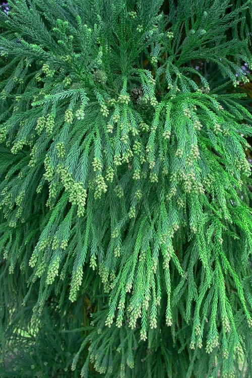 Radicans Cryptomeria (Japanese Cedar) - 7 Gallon Pot (4-5') 7 Radicans Cryptomeria (Japanese Cedar) - 7 Gallon Pot (4-5') - Image 5
