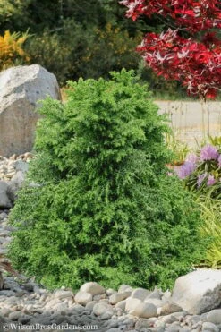 Tansu Dwarf Cryptomeria - Japanese Cedar - 3 Gallon -Plant Serie Store Cryptomeria Tansu 1
