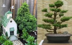 Tansu Dwarf Cryptomeria - Japanese Cedar - 3 Gallon -Plant Serie Store Cryptomeria Tansu 2