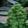 Tansu Dwarf Cryptomeria - Japanese Cedar - 3 Gallon -Plant Serie Store Cryptomeria Tansu 4