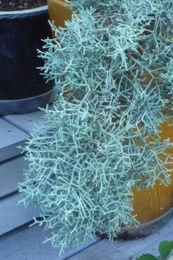 Blue Ice Arizona Cypress - 7 Gallon Pot (4-5') -Plant Serie Store Cypress Blue Ice 10