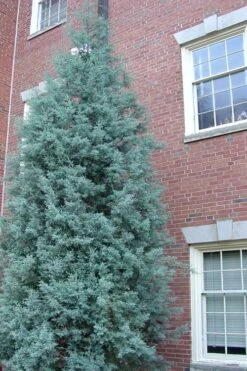 Blue Ice Arizona Cypress - 7 Gallon Pot (4-5') -Plant Serie Store Cypress Blue Ice Rev 500x750 1