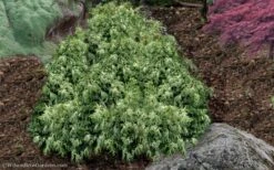 Marie's White Dwarf Hinoki Cypress - Chamaecyparis Obtusa 'Mariesii - 5 Gallon Pot -Plant Serie Store Cypress Hinoki Mariessii 11