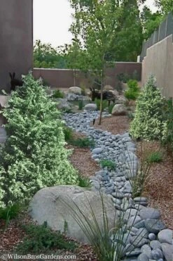 Marie's White Dwarf Hinoki Cypress - Chamaecyparis Obtusa 'Mariesii - 1 Gallon Pot -Plant Serie Store Cypress Hinoki Mariessii 12 1