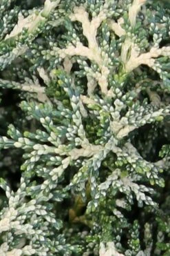 Marie's White Dwarf Hinoki Cypress - Chamaecyparis Obtusa 'Mariesii - 5 Gallon Pot -Plant Serie Store Cypress Hinoki Mariessii 5