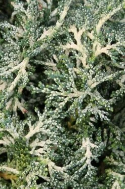 Marie's White Dwarf Hinoki Cypress - Chamaecyparis Obtusa 'Mariesii - 5 Gallon Pot -Plant Serie Store Cypress Hinoki Mariessii 6