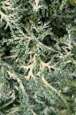 Marie's White Dwarf Hinoki Cypress - Chamaecyparis Obtusa 'Mariesii - 5 Gallon Pot -Plant Serie Store Cypress Hinoki Mariessii 7