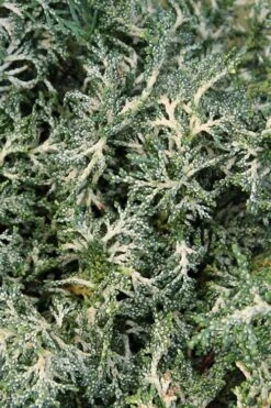 Marie's White Dwarf Hinoki Cypress - Chamaecyparis Obtusa 'Mariesii - 5 Gallon Pot -Plant Serie Store Cypress Hinoki Mariessii 8