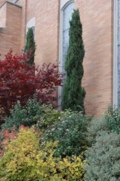 Italian Cypress - 7 Gallon Pot (3-4') -Plant Serie Store Cypress Italian 10