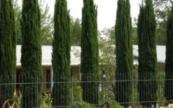 Italian Cypress - 7 Gallon Pot (3-4') -Plant Serie Store Cypress Italian 3