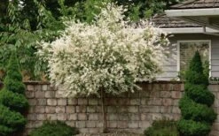 Variegated Dappled Willow Tree - Salix Integra 'Hakuro Nishiki' - 3 Gallon Pot - Tree Form -Plant Serie Store Dappled Willow Tree 1