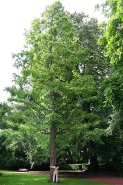Dawn Redwood Tree (Metasequoia Glyptostroboides) - 1 Gallon Pot -Plant Serie Store Dawn Redwood 1