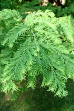 Miss Grace Weeping Dawn Redwood Tree (Metasequoia) - 3 Gallon Pot -Plant Serie Store Dawn Redwood 3 1