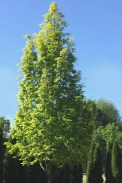Dawn Redwood Tree (Metasequoia Glyptostroboides) - 1 Gallon Pot -Plant Serie Store Dawn Redwood 5