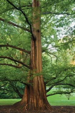 Dawn Redwood Tree (Metasequoia Glyptostroboides) - 1 Gallon Pot -Plant Serie Store Dawn Redwood 6