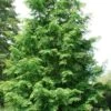 Dawn Redwood Tree (Metasequoia Glyptostroboides) - 1 Gallon Pot 2 Dawn Redwood Tree (Metasequoia Glyptostroboides) - 1 Gallon Pot -Plant Serie Store Dawn Redwood 7